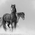 Gritty October Stallions
