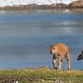 Red Dogs Bison